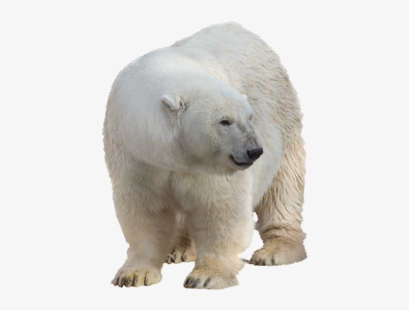 Polar White Bear Png - Polar Bear, transparent png
