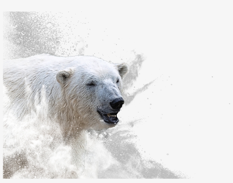 Superyupo Is The Smooth, Bright White, 100% Waterproof - Polar Bear, transparent png