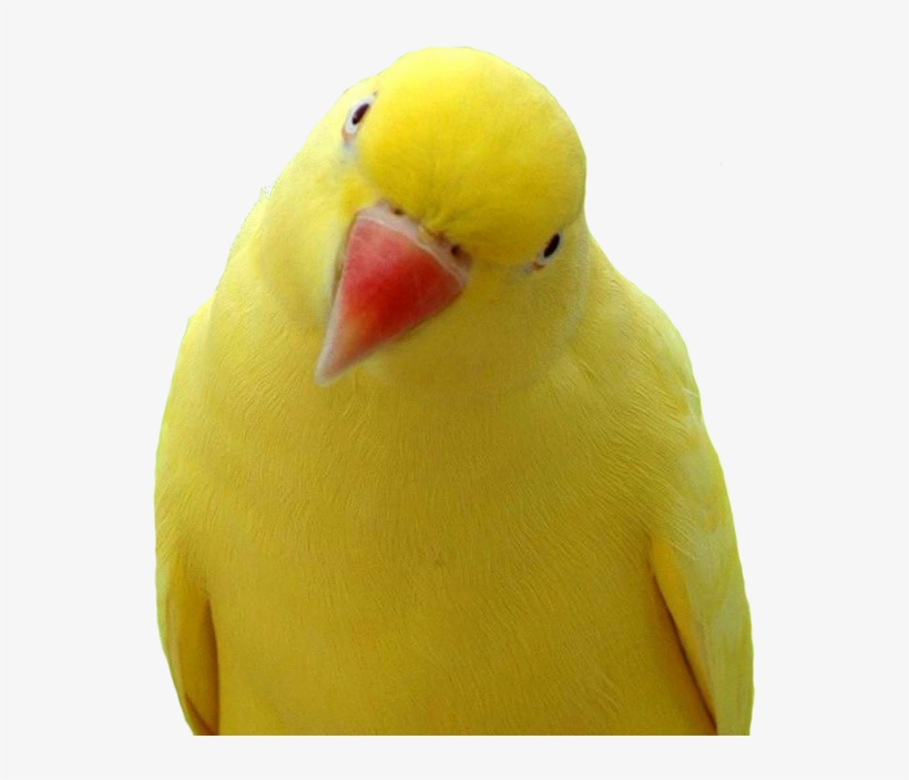 Free Icons Png - Parrot Bird, transparent png