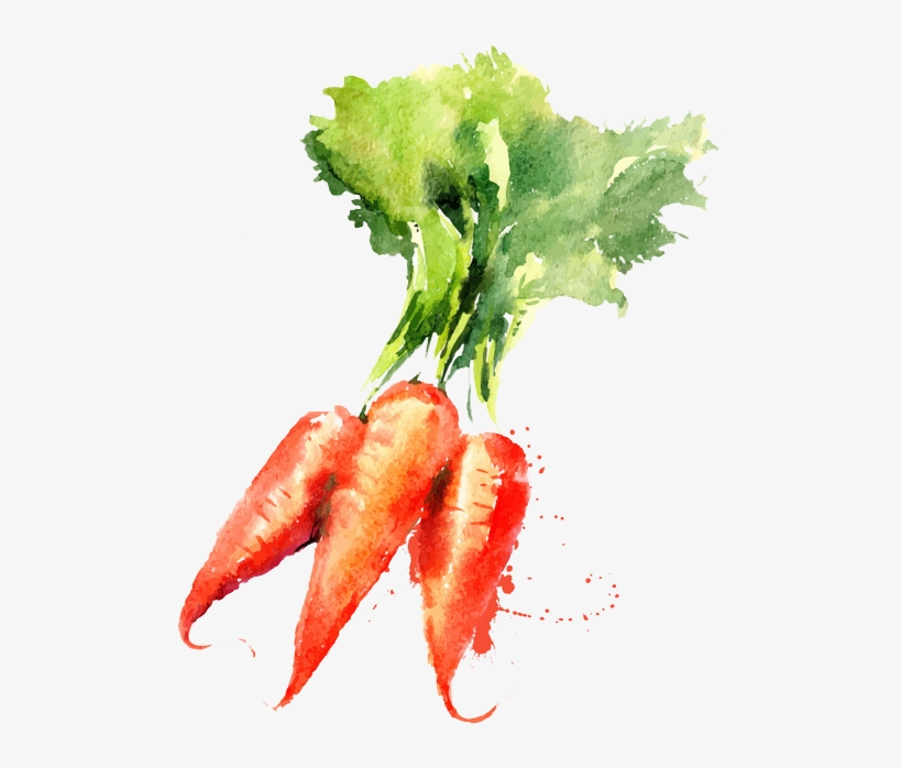 Watercolor Painting Vegetable Drawing Carrot - Vegetable Watercolor Paintings, transparent png