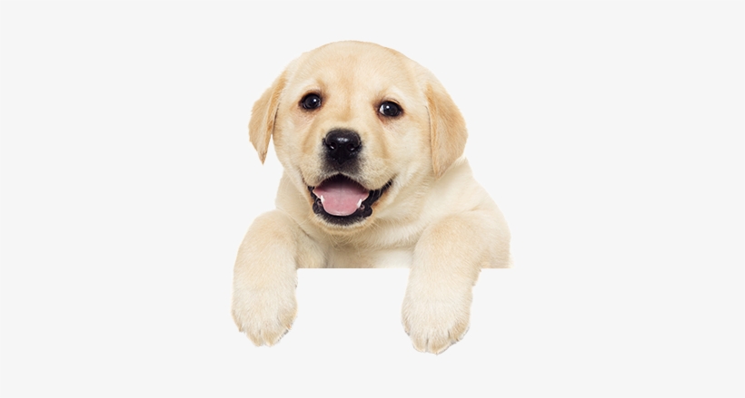 Puppy Other - Puppy Png, transparent png