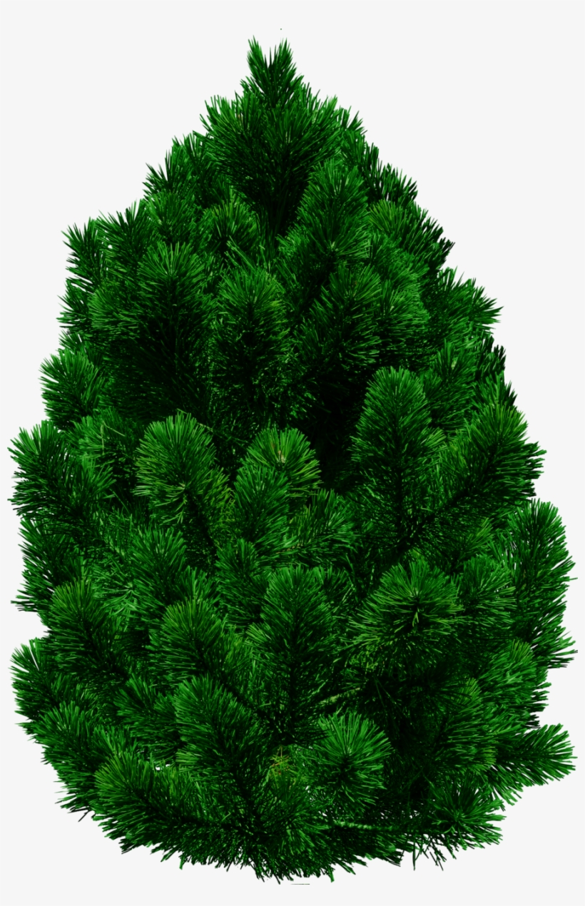 Tree Png Images Png Tree Png Hd Free Png Images Png - Tree Png For Picsart, transparent png
