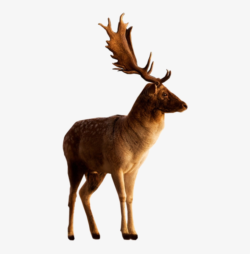 Free Png Deer Png Images Transparent - Portable Network Graphics, transparent png