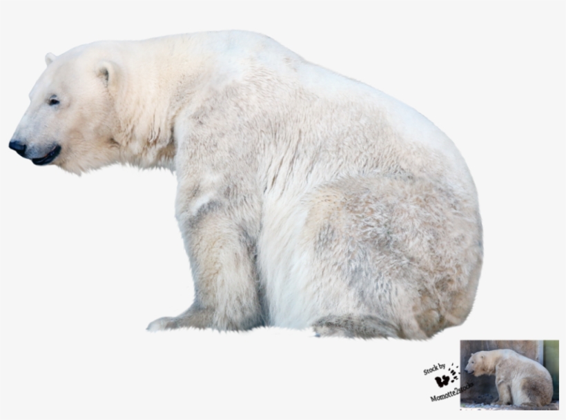 Polar Bear Png File - Polar Bear Transparent Background, transparent png