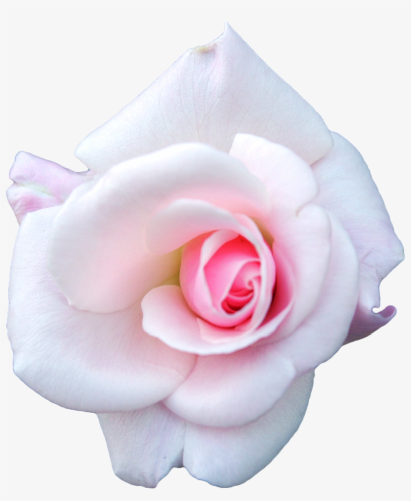 White Rose Png Image - Pink And White Rose Png, transparent png