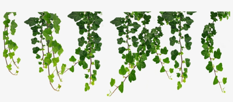 Jpg Royalty Free Download Hanging Vines Png By Moonglowlilly - Hanging Vines Clip Art, transparent png