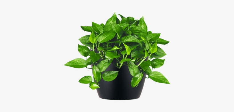 Low-light Interior Plant Jade Pothos - Small Indoor Plant Png, transparent png