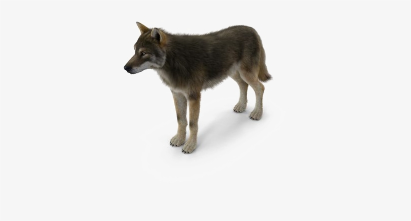 Grey Wolf Png Pic - Portable Network Graphics, transparent png