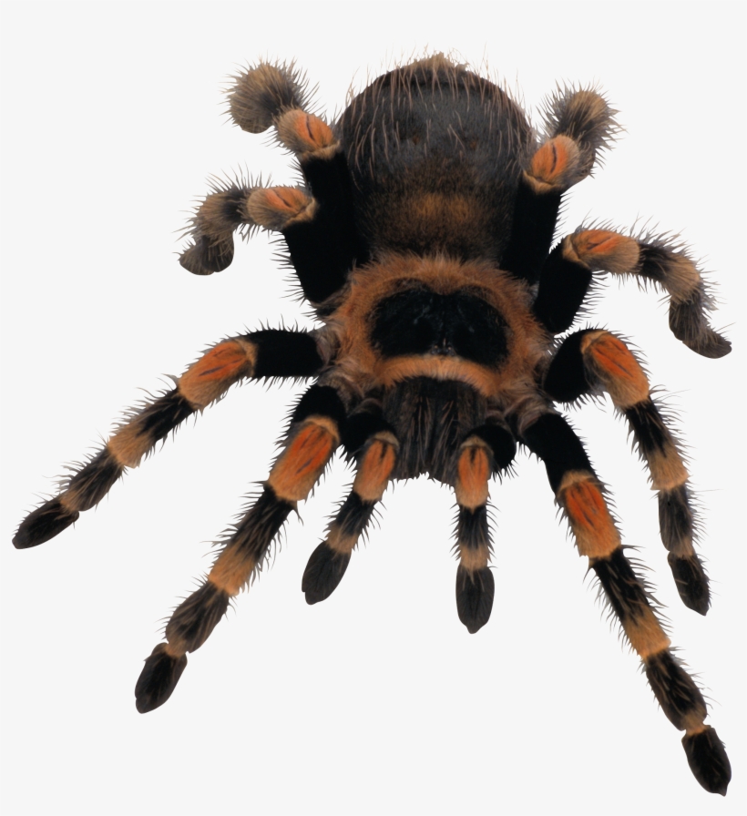 Spider Png, transparent png
