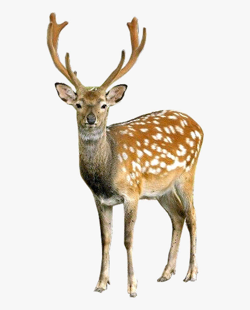 Deer Png Image - Deer Png, transparent png