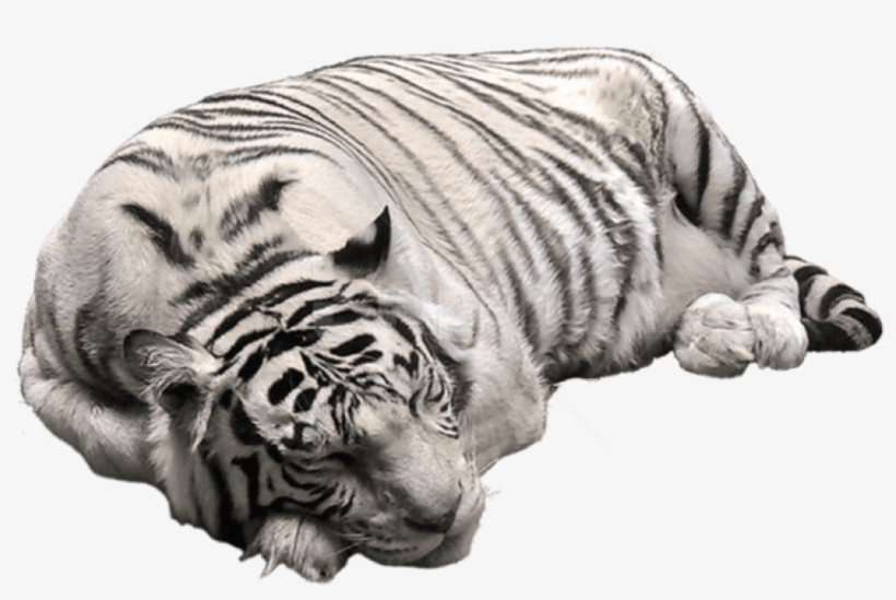 White Tiger Png Pictute - White Tiger Transparent Background, transparent png