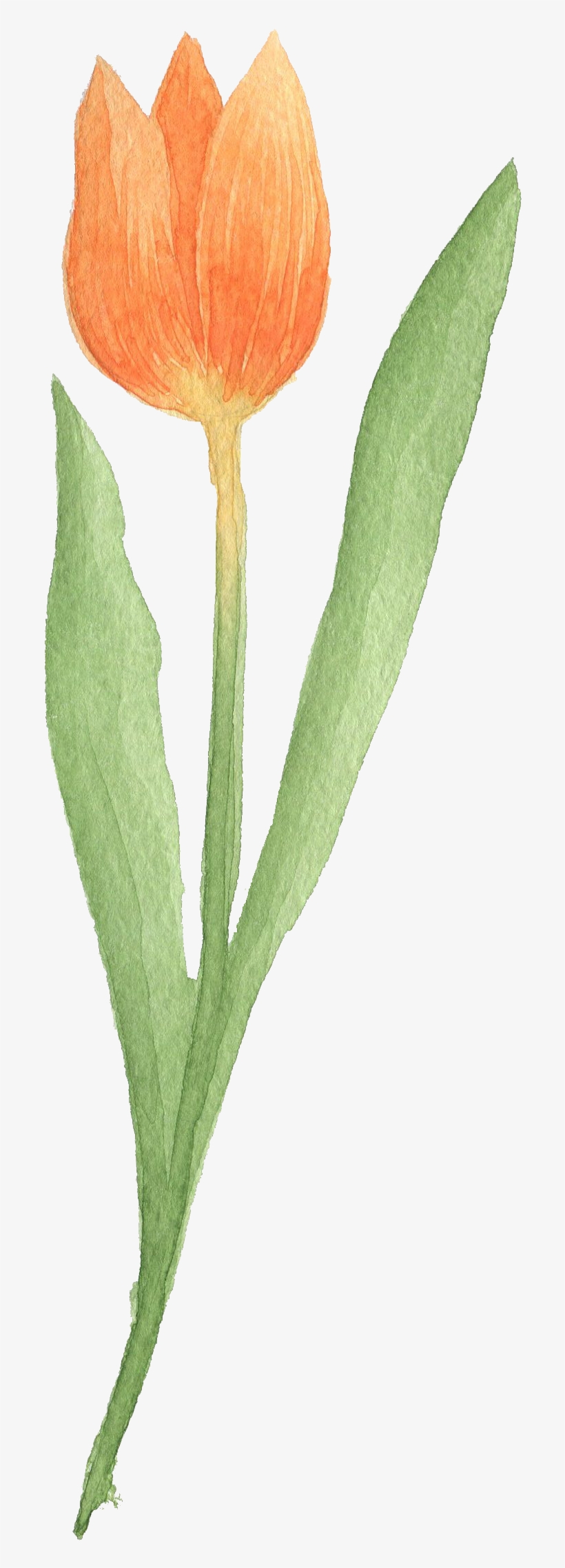 Tulip Transparent Watercolor Vector Black And White - รูป วาด ดอก ทิว ลิ ป, transparent png