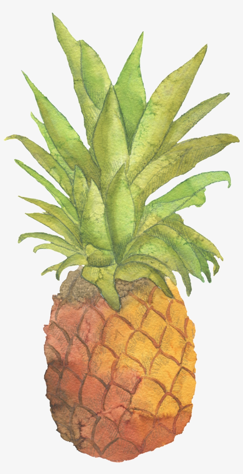 Fresh Pineapple Hand Painted Watercolor Transparent - Zazzle Be Sweet Pineapple Tote, transparent png