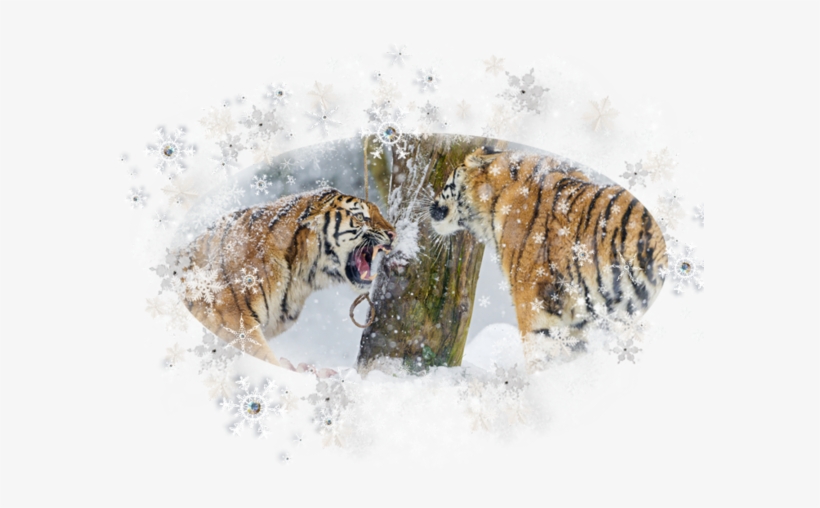 Tigers - Tiger, transparent png