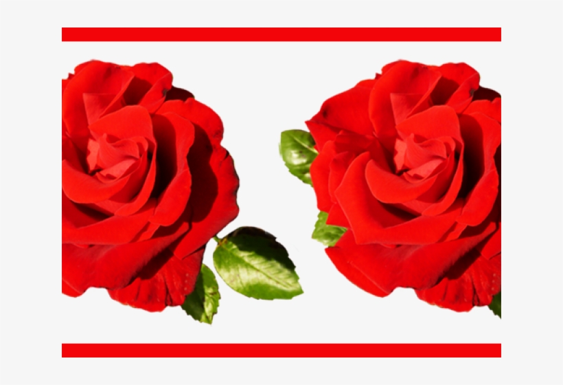 Flower Border Png - Rose Flower Design Border Png, transparent png