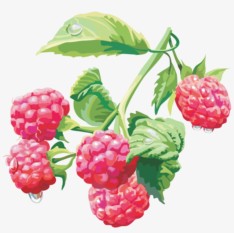 Rasberry Drawing Png Image - Raspberry Png, transparent png