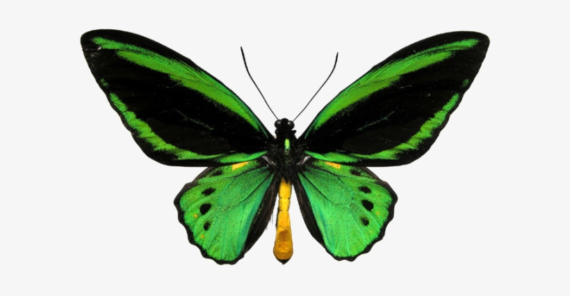 Green Butterfly - Ornithoptera Priamus Poseidon, transparent png