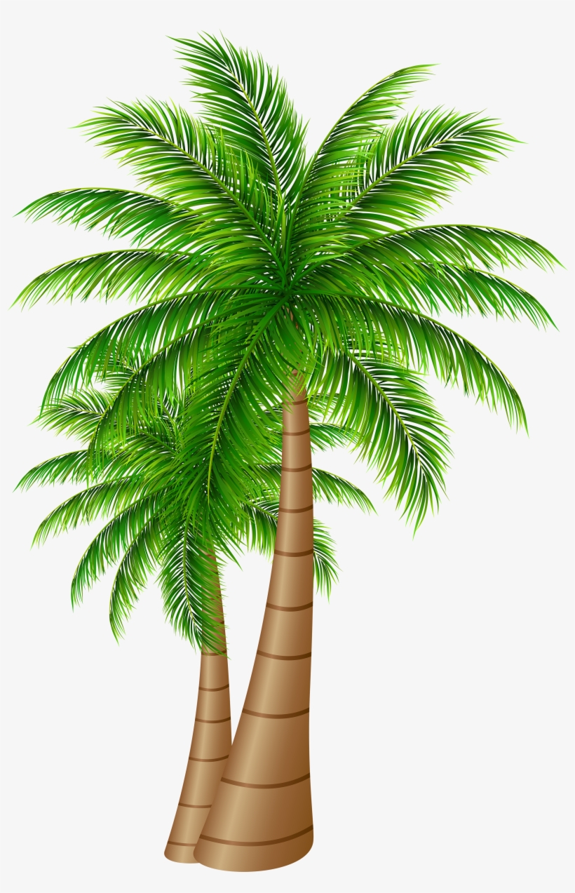 Palm Tree Clipart Transparent Png Date Palm Tree Png 3322x5000 PNG