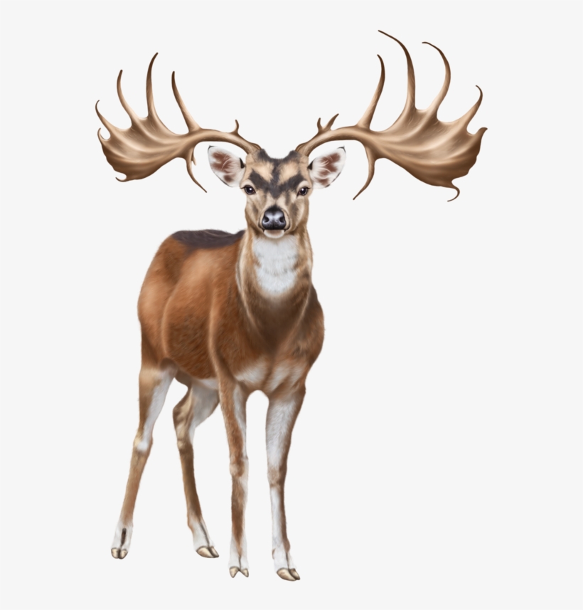 Deer Png Clip Art - White Deer Png On Transparent Background, transparent png