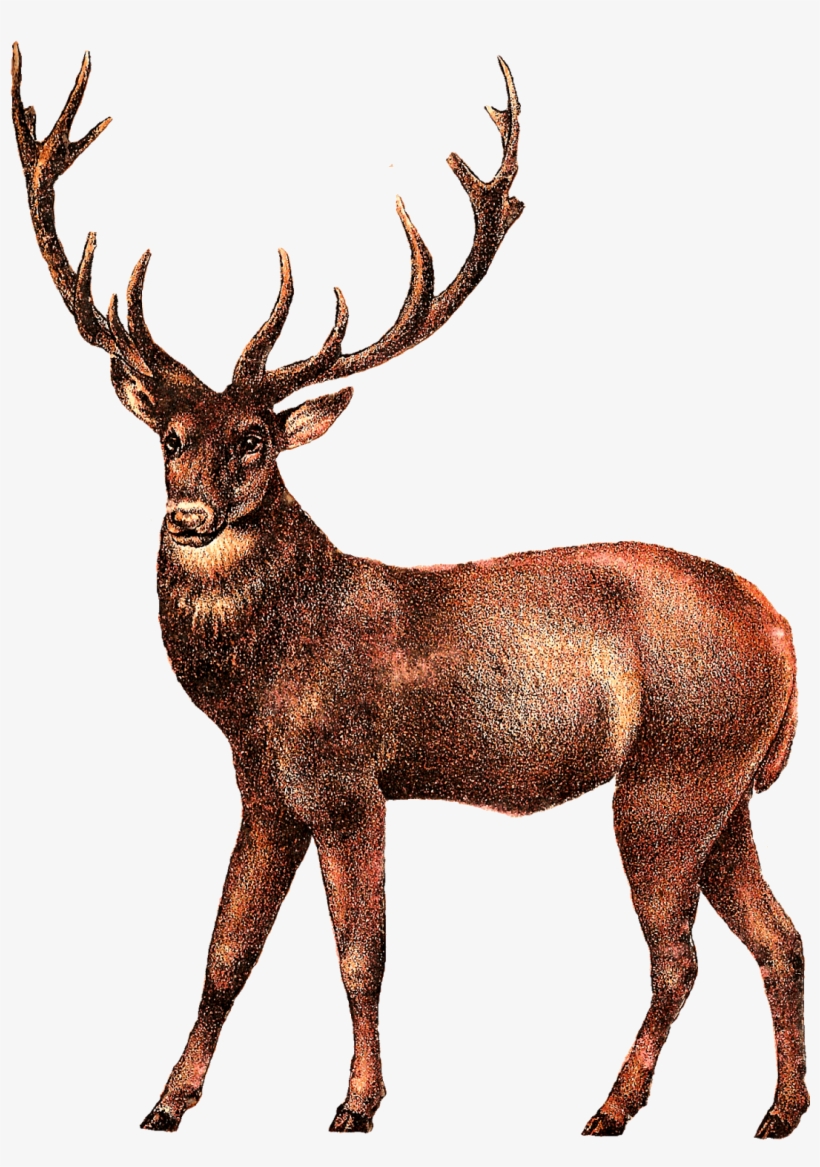 Deer Transparent Png Images - Deer Transparent, transparent png