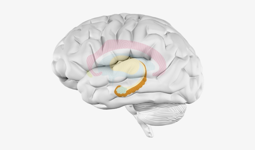Hippocampus - Parachuting, transparent png