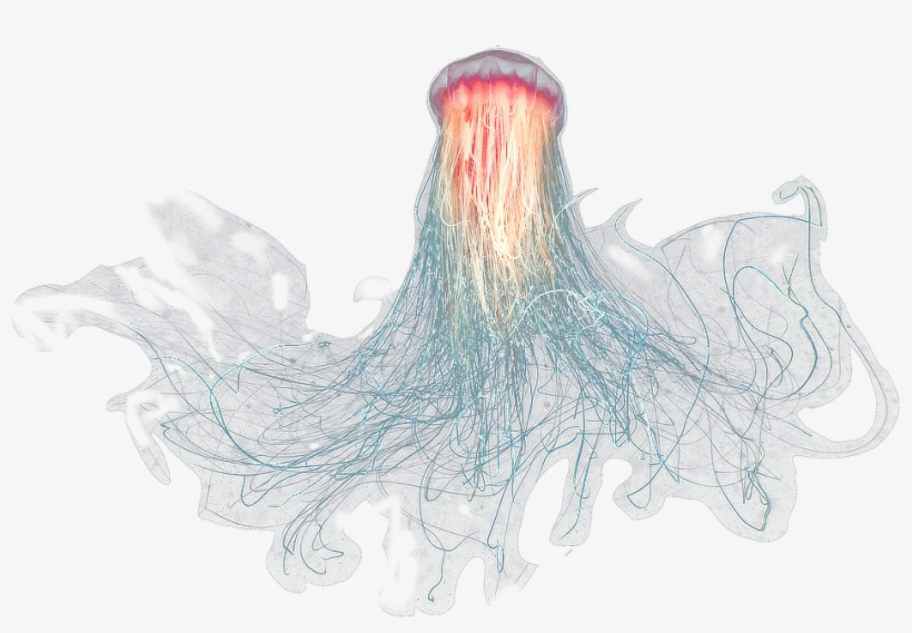 Large Jellyfish - Jelly Fish Png, transparent png