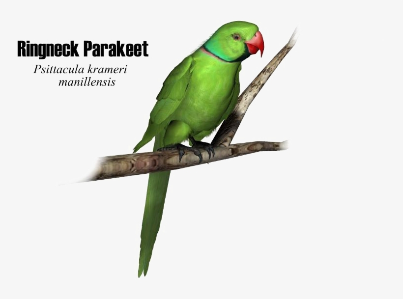 Green Parrot Png High-quality Image - Portable Network Graphics, transparent png