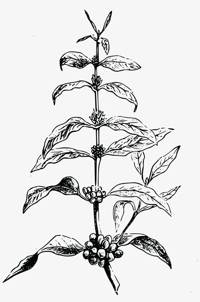 Free Of A Bean Plant - Coffee Beans Illustration Png, transparent png