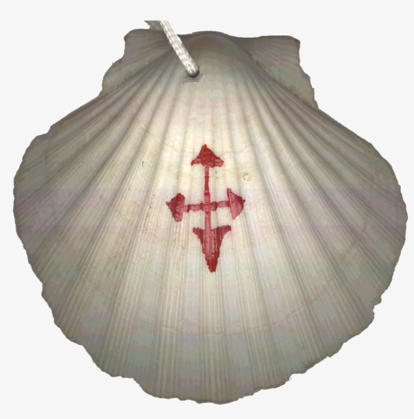 This Is The Scallop Shell I Wore As A Symbol Of St - Camino De Santiago Shell, transparent png