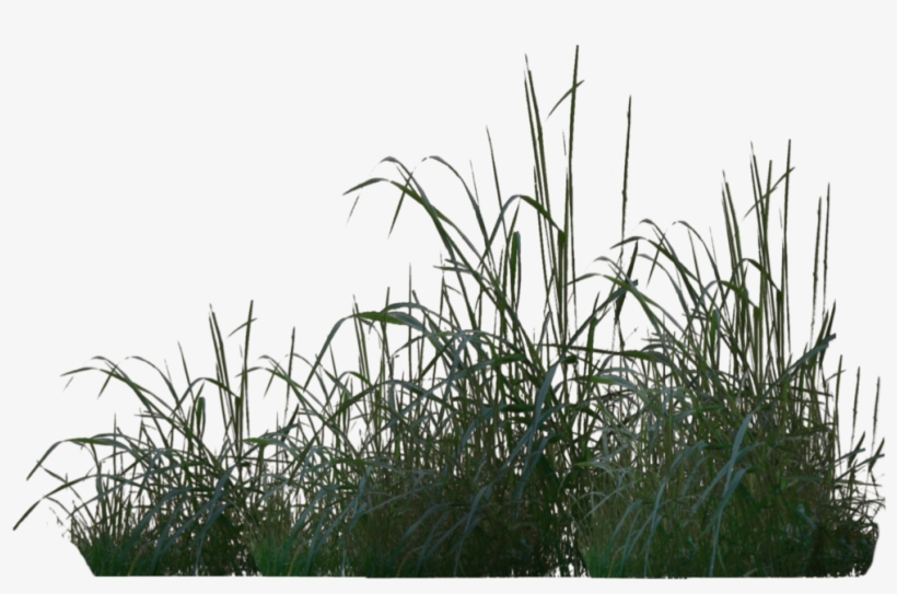 Rendered In Poser Pro 2012 Please Download For Full - Vegetation Photoshop Png, transparent png