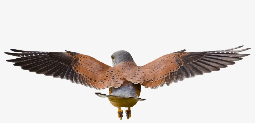 Hawk Flying Png - Bird, transparent png