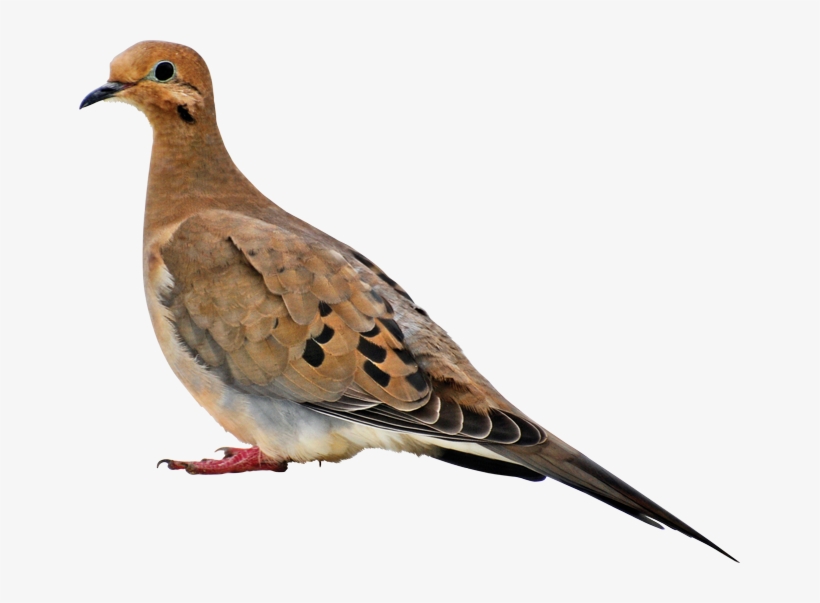 Birds - Book About Mourning Doves, transparent png