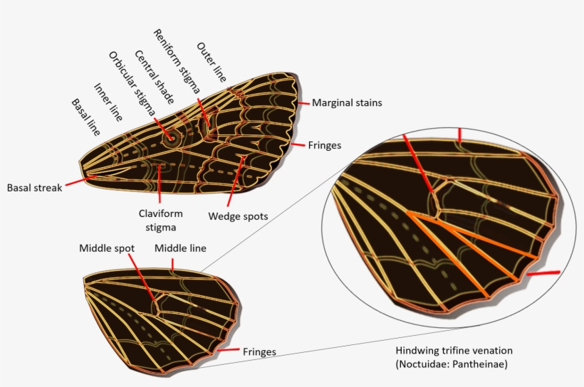Noctuidae Wings - Geometridae Versus Noctuidae, transparent png