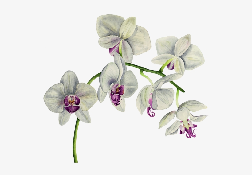 Bleed Area May Not Be Visible - Orchid Watercolor, transparent png