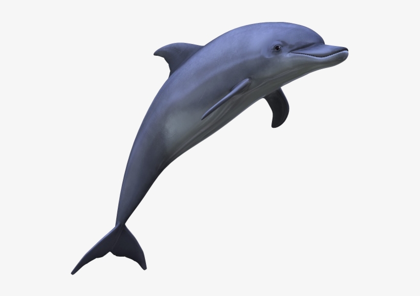 Dolphin Png Picture - Dolphin Png, transparent png