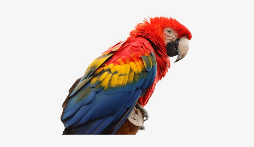 Birds - Scarlet Macaw, transparent png
