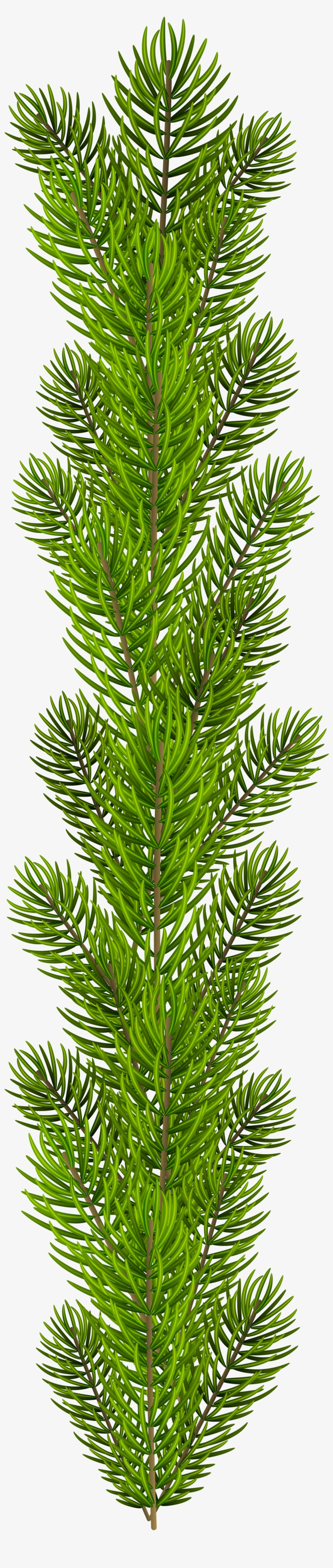 Tree Branch Png, transparent png