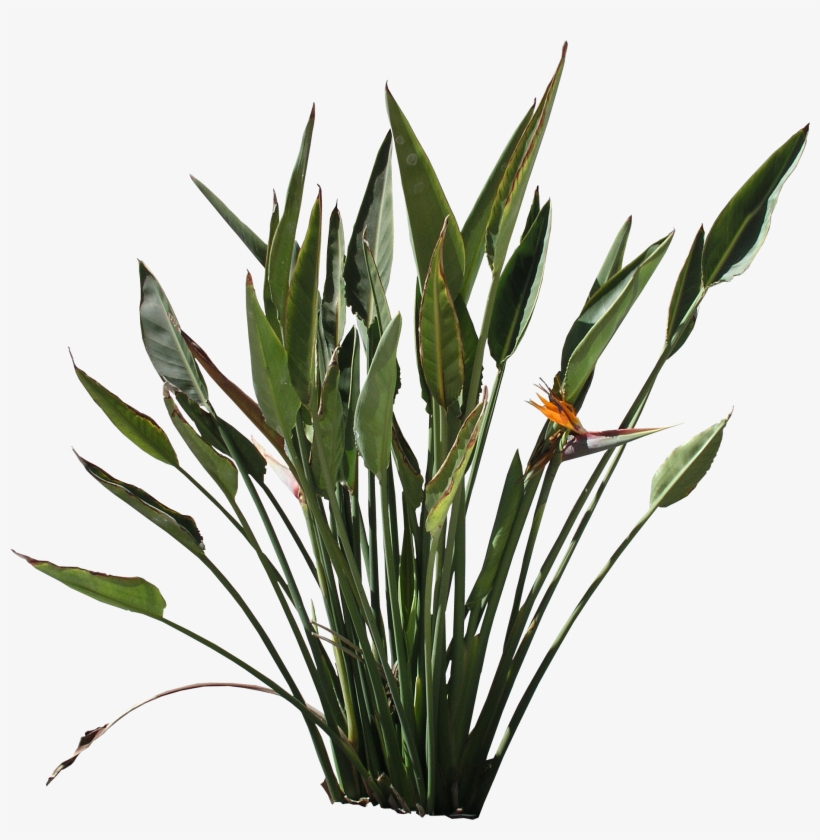Png Strelitzia Texture - Bird Of Paradise Plant Png, transparent png