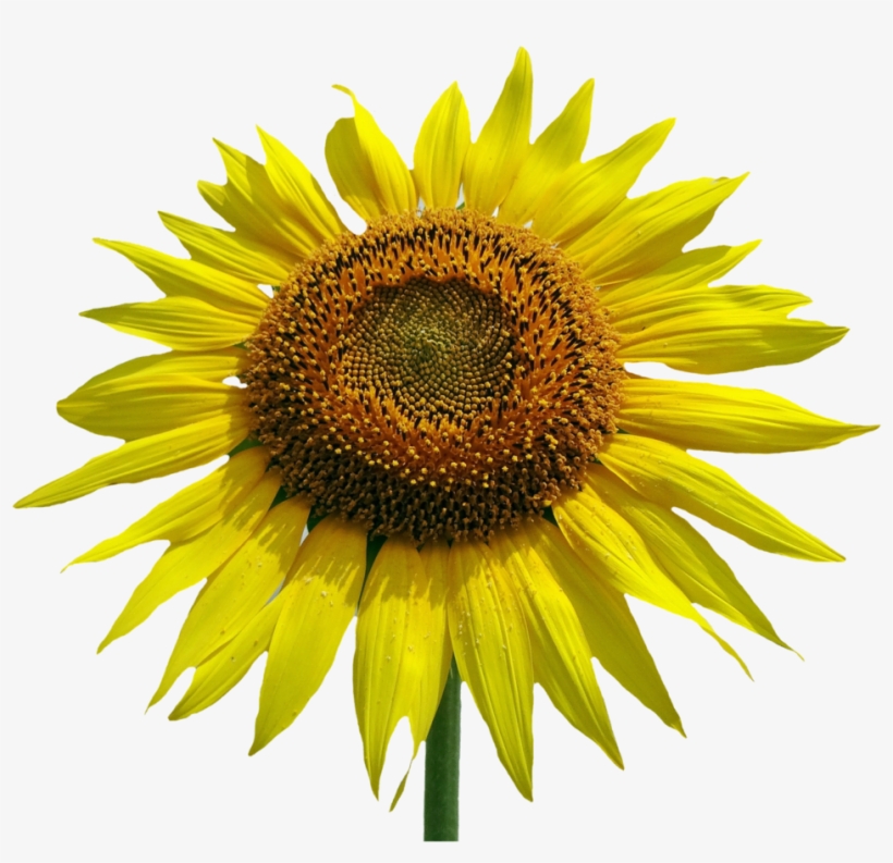 Sunflower Watercolor Png Jpg - Common Sunflower, transparent png