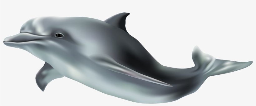 Dolphin Png Transparent Background, transparent png