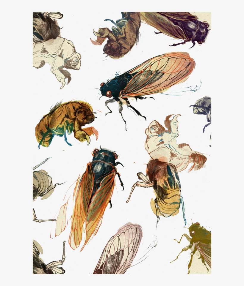 Art Drawing Painting Printmaking Illustration - Insect Drawing, transparent png