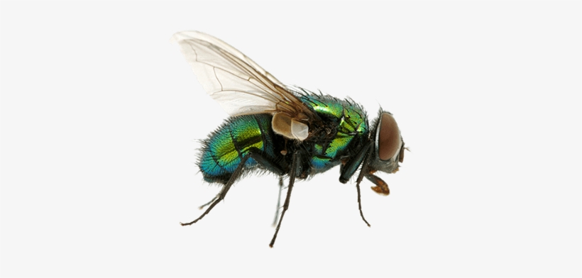 Insects - Flies Png, transparent png