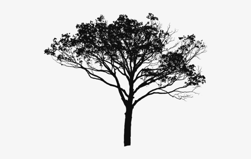 Tree Vector Black And White, Tree Vector Clipart, Tree - Sunset Image Of Scenery, transparent png