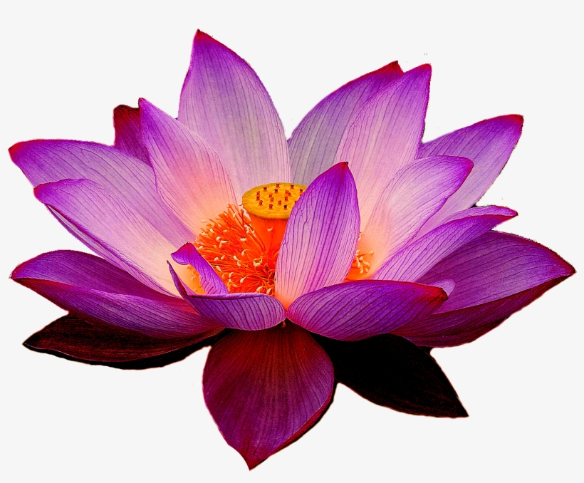 Nelumbo Nucifera Lotus Yoga Fit Flower Clip Art - Lotus Png, transparent png