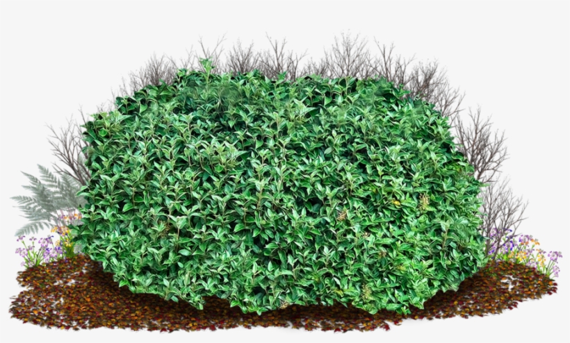Shrub Clipart Bush Grass 11 - Tree Bush Transparent Background, transparent png