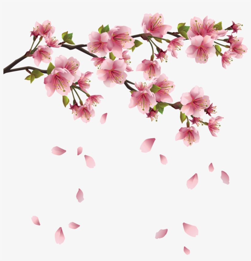 Spring Free Png Image - Transparent Background Cherry Blossoms Png, transparent png
