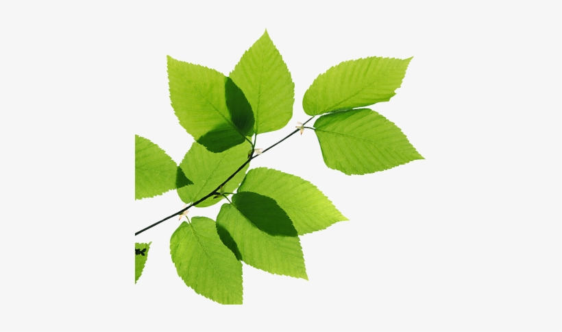 Real Leaves Png Transparent Image - Green Leaves Transparent, transparent png