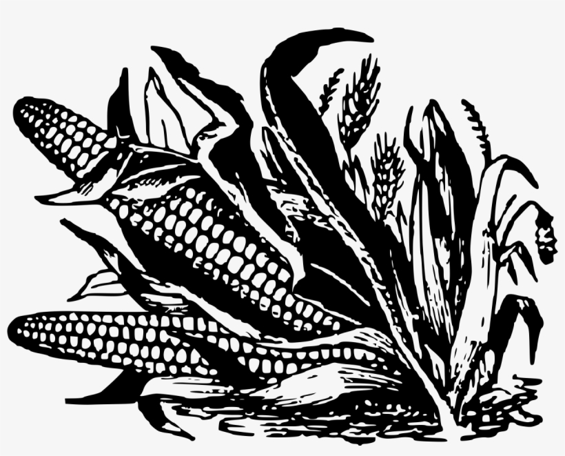 The Ponding Effect On Corn From Heavy Rain - Corn Image In Black And White, transparent png
