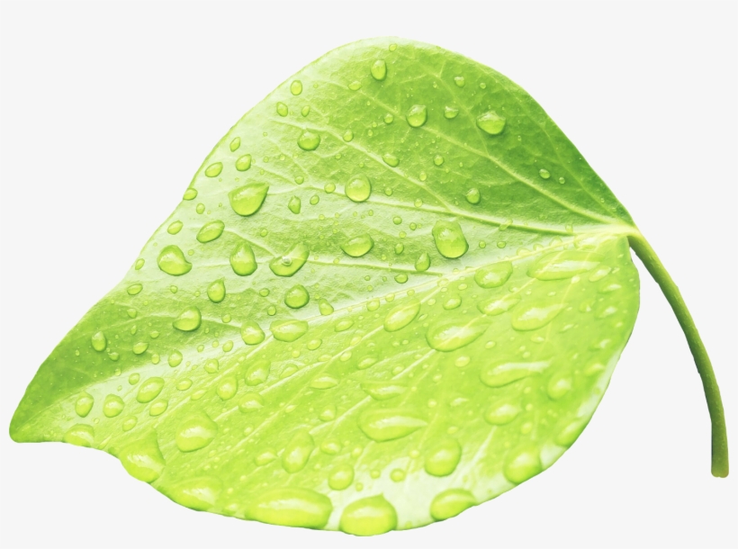 Leaves Water Green Rain Nature Plants Zoom - Water, transparent png