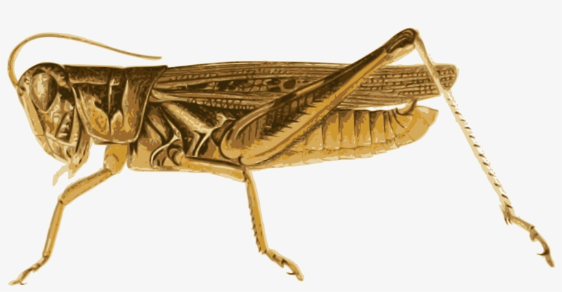 Big Image - Locust Clipart, transparent png
